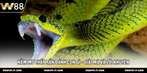 Nằm Mơ Thấy Rắn Đánh Con Gì - Giải Mã Và Lời Khuyên